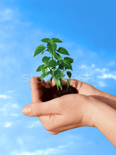 Plant in hand Stock photo © icefront