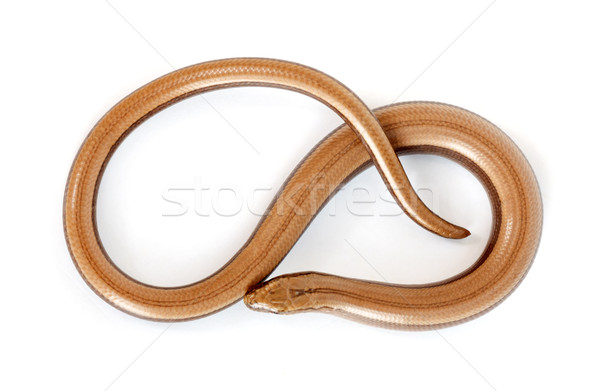Lent ver lézard blanche fond serpent Photo stock © icefront