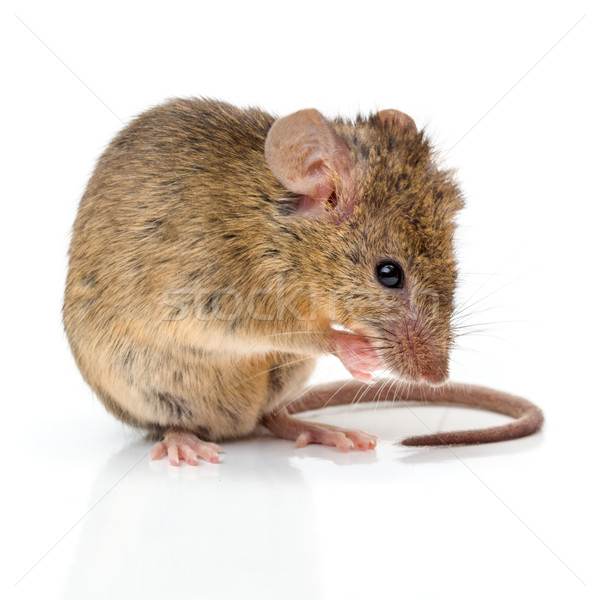 House mouse (Mus musculus) cleaning Stock photo © icefront