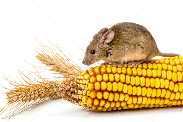 House mouse (Mus musculus) on corn Stock photo © icefront