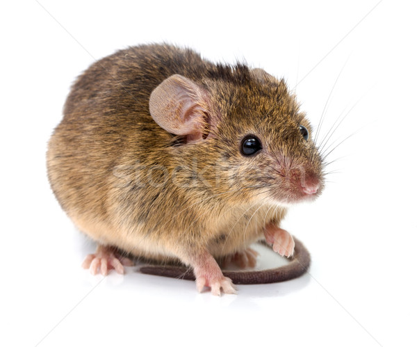 House mouse (Mus musculus) Stock photo © icefront