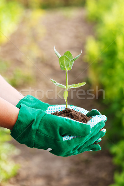 手 植物 手套 地球 農業 商業照片 © icefront