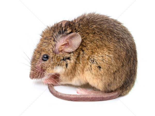 House mouse (Mus musculus) Stock photo © icefront