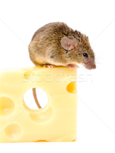 House mouse (Mus musculus) on big cheese Stock photo © icefront