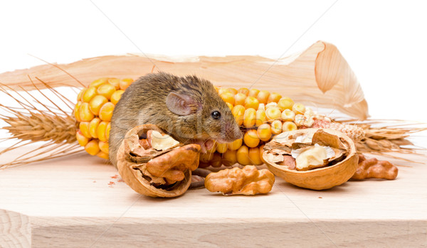 House mouse (Mus musculus) with walnut and corn Stock photo © icefront