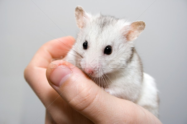 Hamster hand witte vergadering dier menselijke Stockfoto © icefront