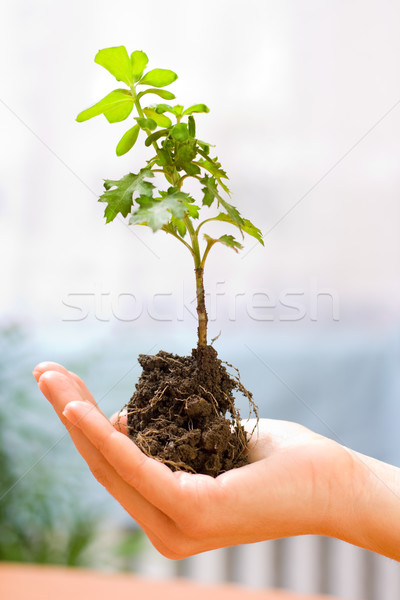 Plant in hand Stock photo © icefront