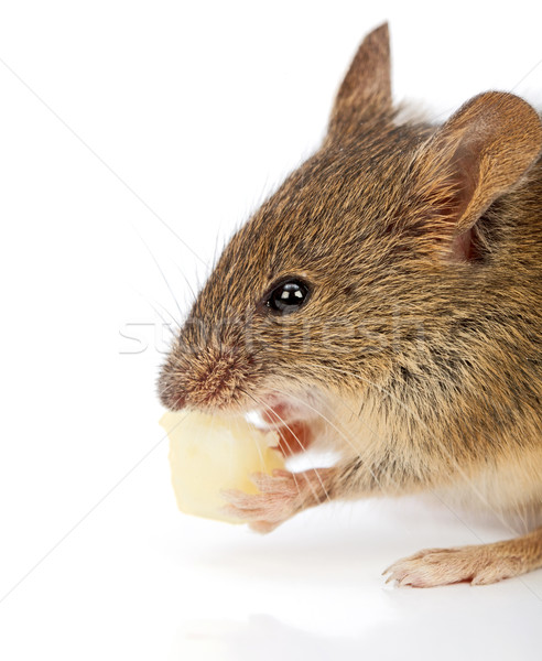 House mouse eating cheese (Mus musculus) Stock photo © icefront