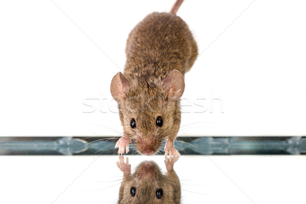 House mouse (Mus musculus) jumping down Stock photo © icefront