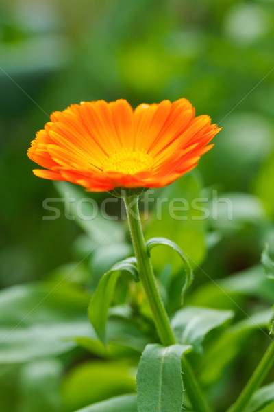 Tuin Open bloementuin bloem oranje groene Stockfoto © icefront