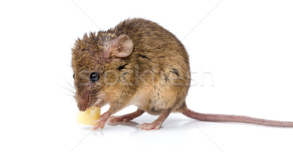 House mouse (Mus musculus) eating cheese Stock photo © icefront