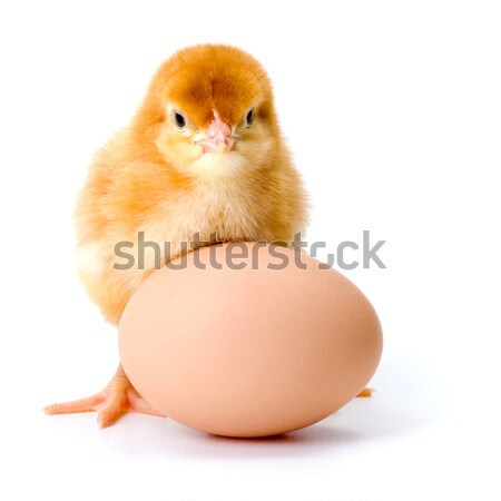 Little newborn brown chicken with egg Stock photo © icefront