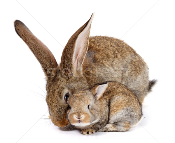 Moeder konijn pasgeboren bunny witte familie Stockfoto © icefront