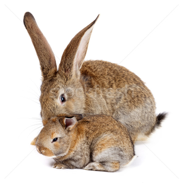 商业照片: 母亲 ·兔· 兔子 ·白· 家庭