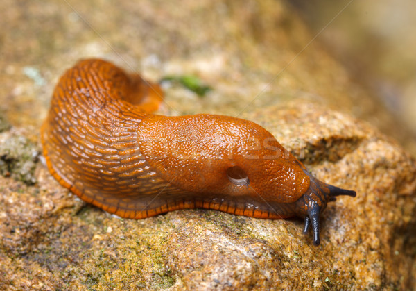 Spanish slug - Arion vulgaris Stock photo © icefront