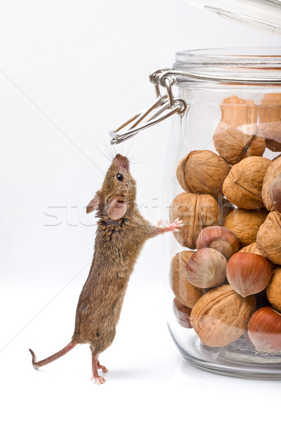 House mouse near walnut and corn jar Stock photo © icefront