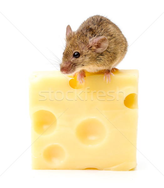 House mouse (Mus musculus) on big cheese Stock photo © icefront