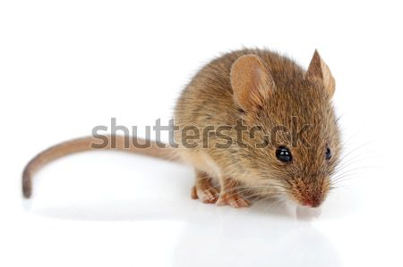 House mouse (Mus musculus) Stock photo © icefront