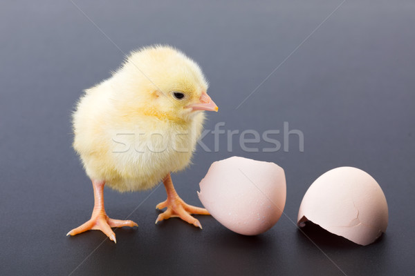 Yellow newborn chicken with egg shells Stock photo © icefront