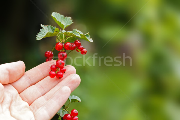 Czerwony porzeczka strony organiczny oddziału Zdjęcia stock © icefront