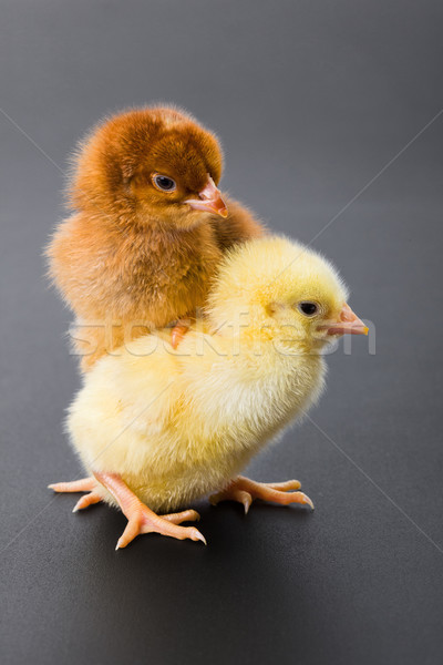Newborn chickens on black Stock photo © icefront