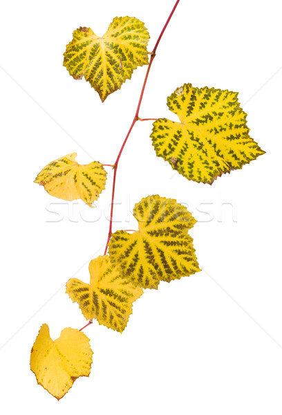 Trauben Zweig gelb Blätter Herbst isoliert Stock foto © icefront