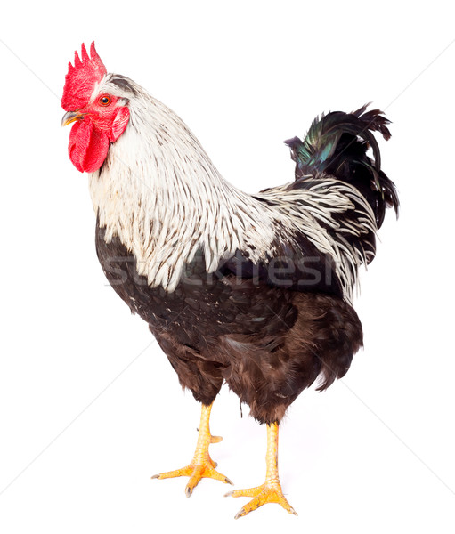 Black and white rooster in studio Stock photo © icefront