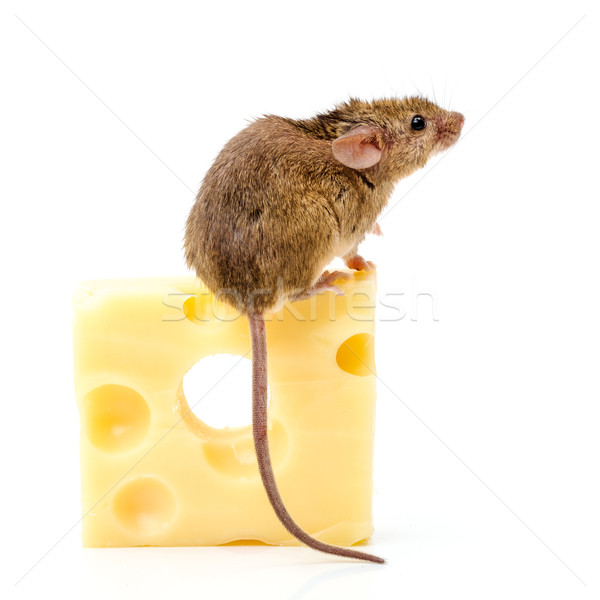 House mouse (Mus musculus) on big cheese Stock photo © icefront