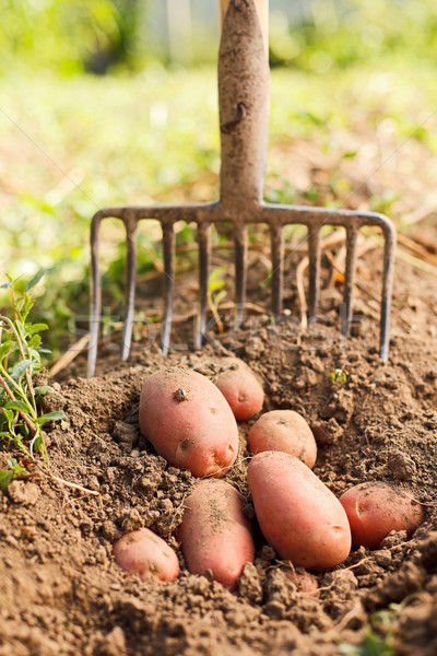 Red potatoes and digging fork Stock photo © icefront