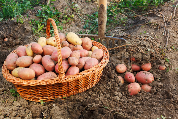 Aardappel oogst scène bodem gewas Stockfoto © icefront