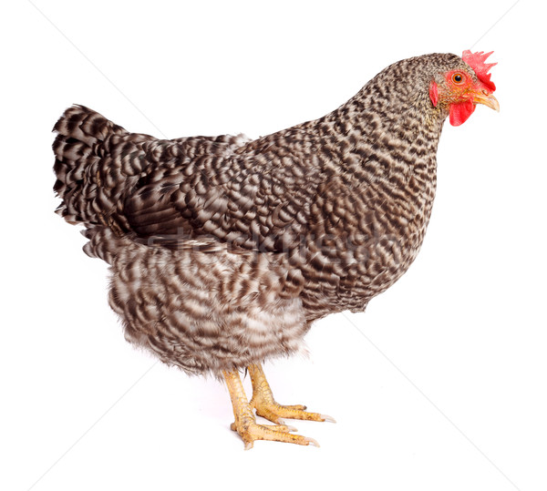 Stock photo: Speckled chicken