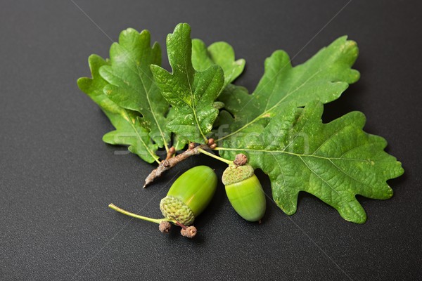 Vert gland chêne laisse noir [[stock_photo]] © icefront