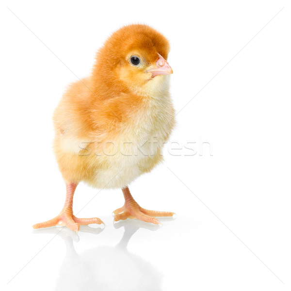 Brown newborn chicken on reflective white Stock photo © icefront