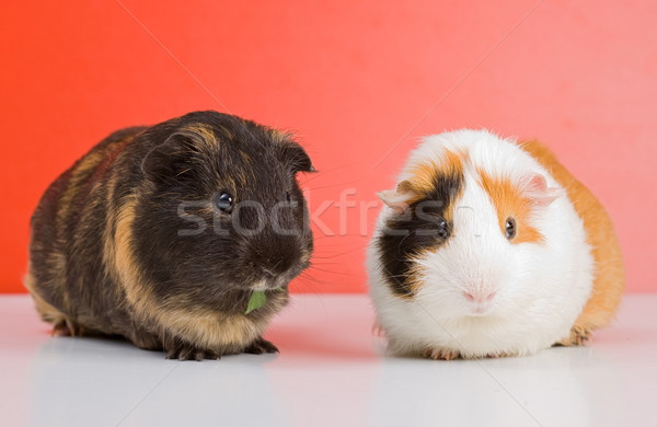 黑色 豚鼠 對 幾內亞 豬 坐在 商業照片 © icefront