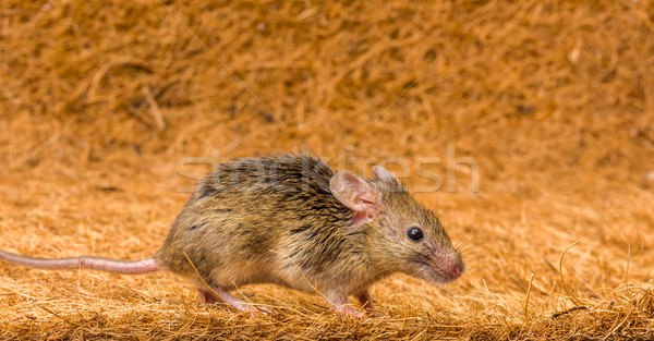 House mouse (Mus musculus) running Stock photo © icefront