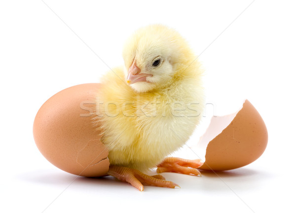 Yellow chicken hatching from egg Stock photo © icefront
