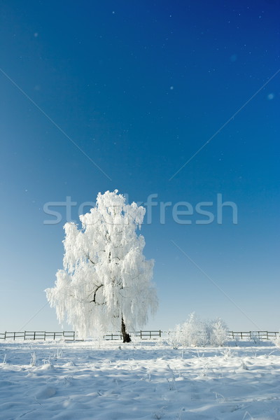 Winter Landschaft kalten Tag schönen Reim Stock foto © icefront