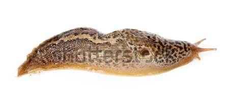 Limax maximus - leopard slug Stock photo © icefront