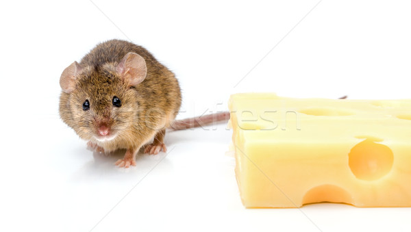 House mouse (Mus musculus) near cheese Stock photo © icefront