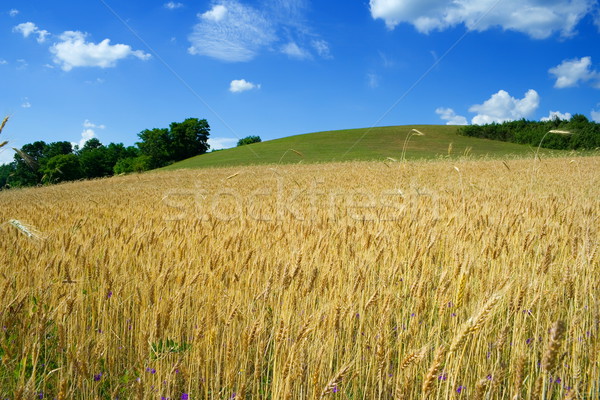 Foto stock: Trigo · verão · campo · de · trigo · colina · verão · grama