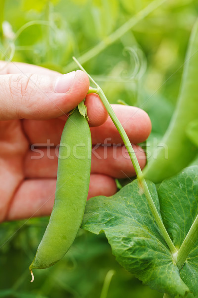 Stock photo: Green Haricot Bean Pots