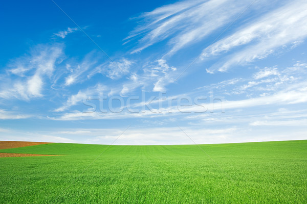 Verde campo de trigo cielo azul frescos azul nublado Foto stock © icefront