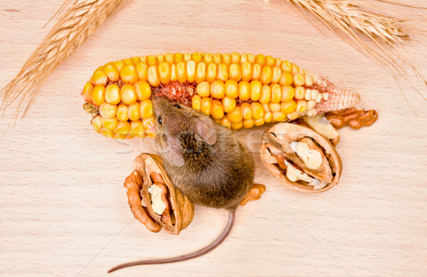 House mouse (Mus musculus) eating walnut and corn Stock photo © icefront