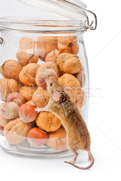 House mouse near walnut and corn jar Stock photo © icefront