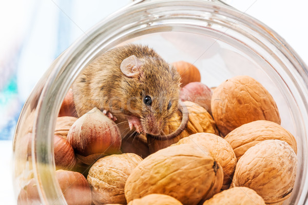 House mouse (Mus musculus) in walnut and corn Stock photo © icefront