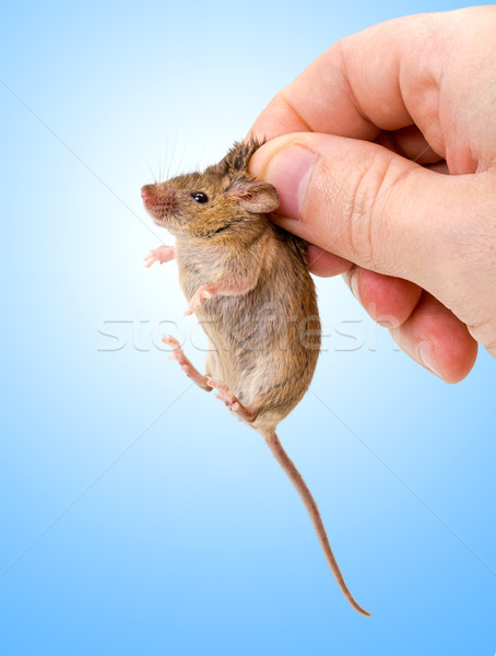 Captured house mouse (Mus musculus) Stock photo © icefront