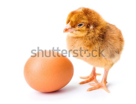 Little newborn brown chicken on white Stock photo © icefront