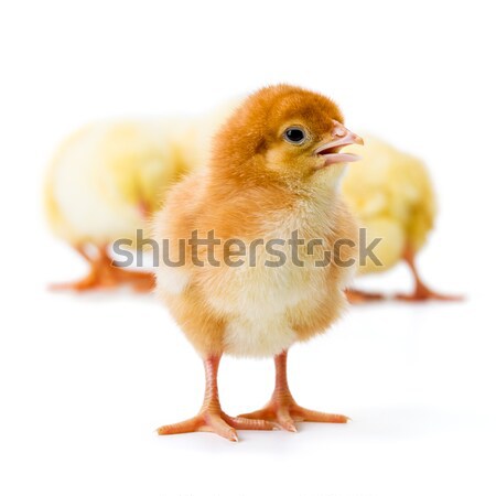 Newborn chicken standing in front of the others Stock photo © icefront