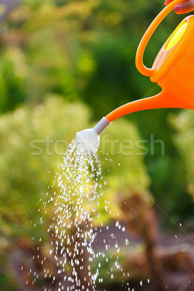 Irrigating with sprinkling can Stock photo © icefront