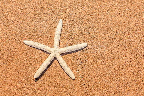 Beyaz denizyıldızı plaj kum arka plan Stok fotoğraf © icefront